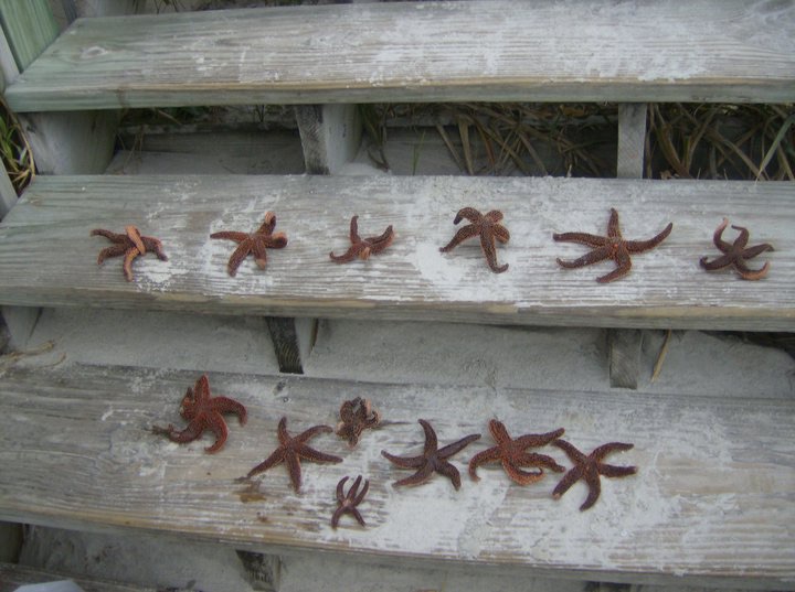 The Starfish
